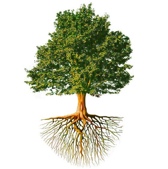 Корни дерева