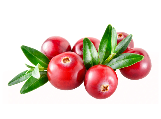 Брусника картинки