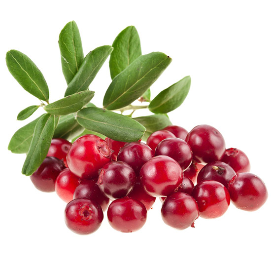 Клюква на белом фоне