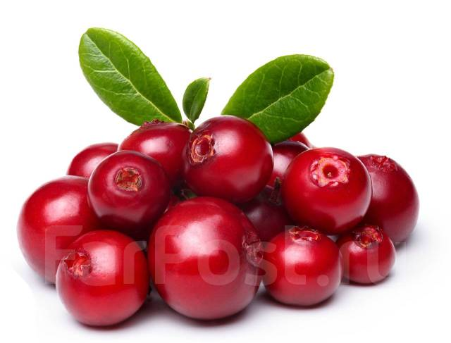 Cowberry брусника