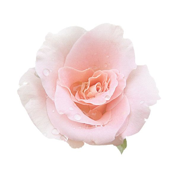 Rose Пинк