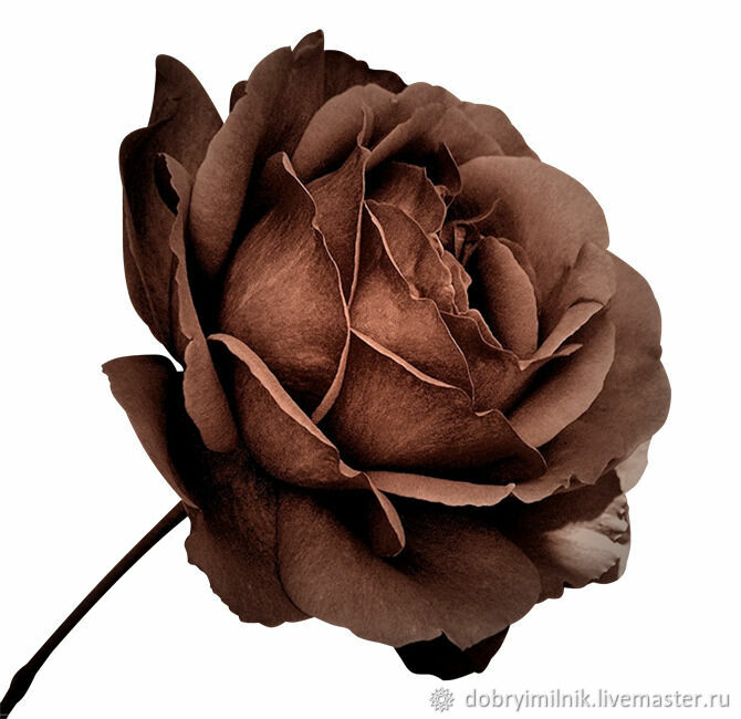 Коричневый цветок на белом фоне