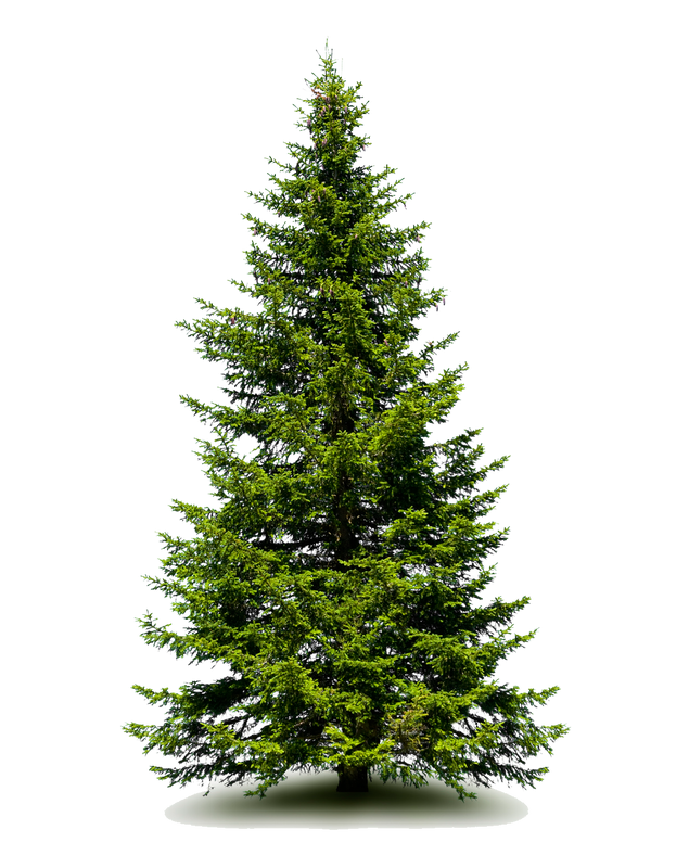 Пихта дерево