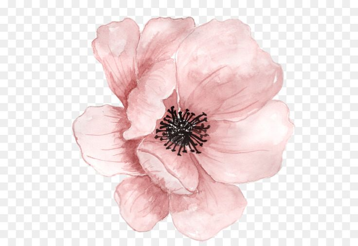 Акварельные цветы на прозрачном фоне