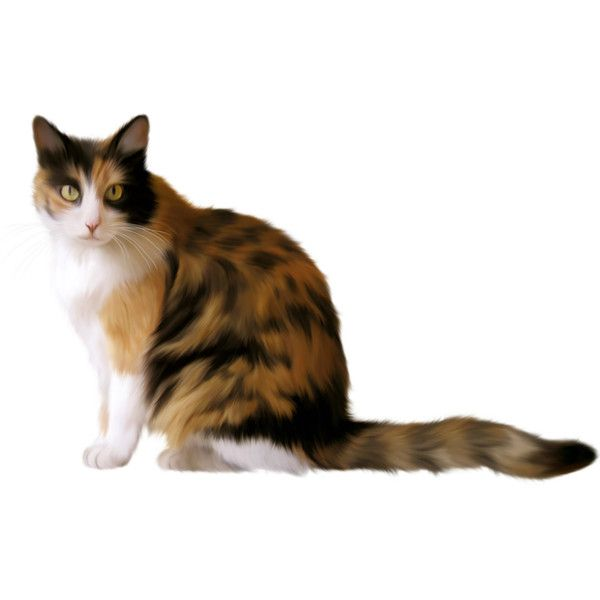 Кошка без фона