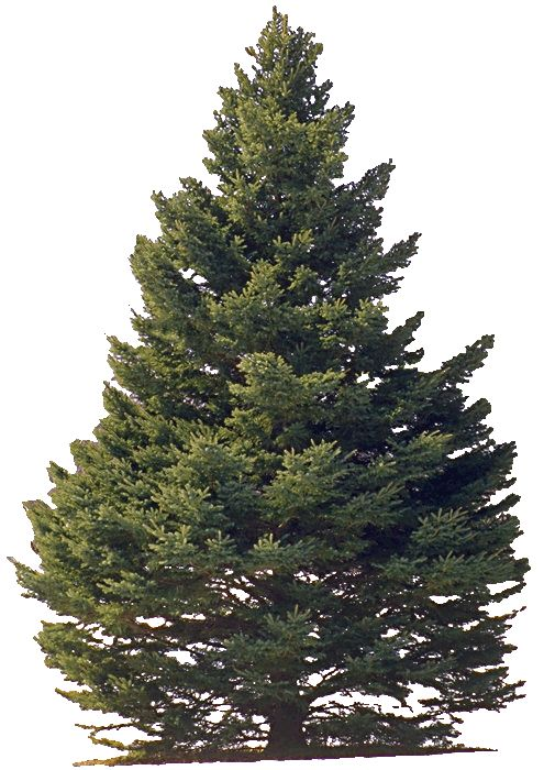 Пихта Сибирская на белом фоне