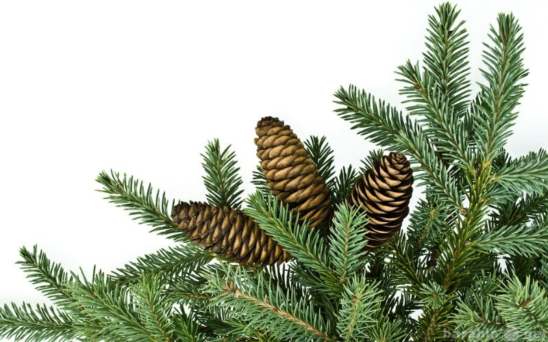 Веточка пихты на белом фоне