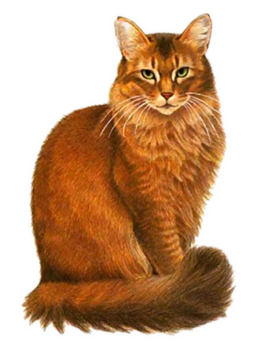 Кошка на прозрачном фоне