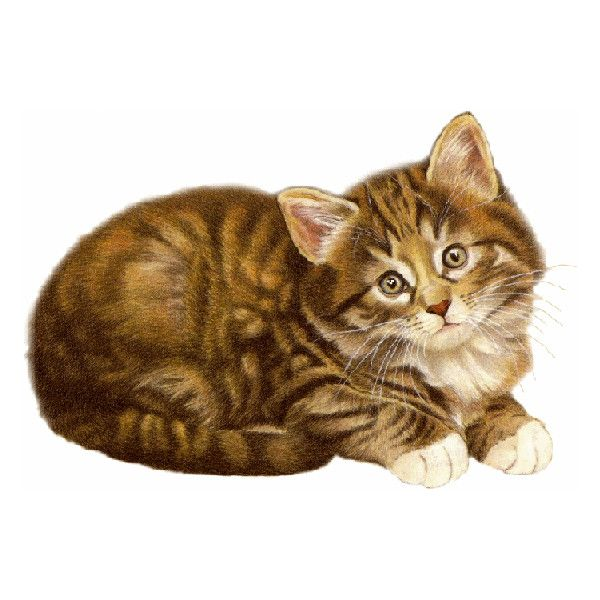 Котенок картинка для детей на прозрачном фоне