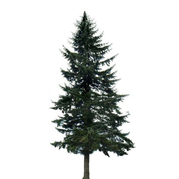 Сосна на белом фоне