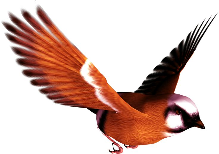 Птица на белом фоне