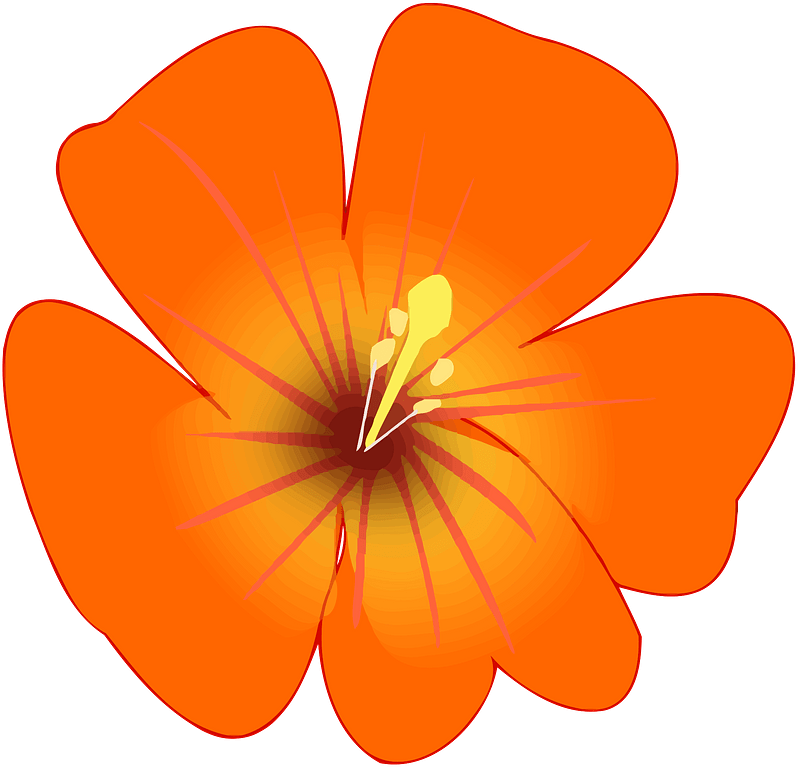 Оранжевые цветы