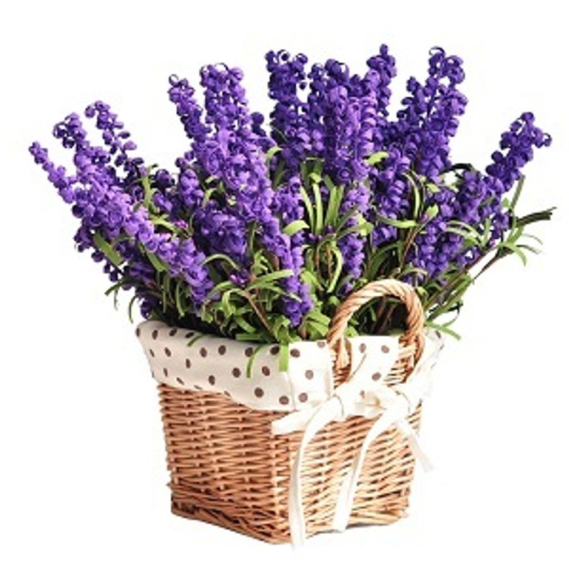 Лаванда (Lavandula)