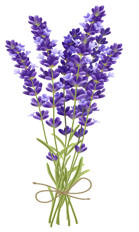 Лаванда на белом фоне