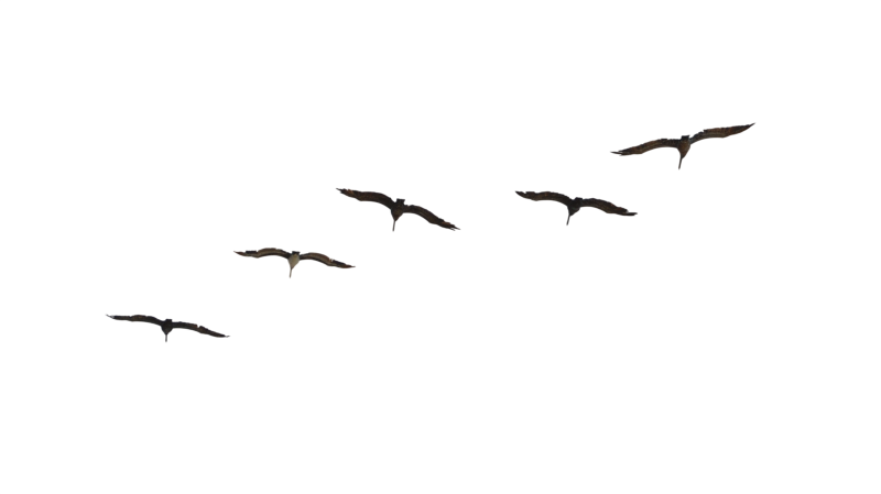 Птицы в небе на белом фоне