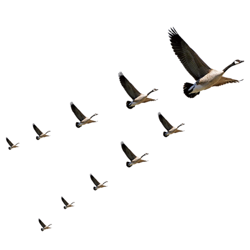 Клин журавлей снизу