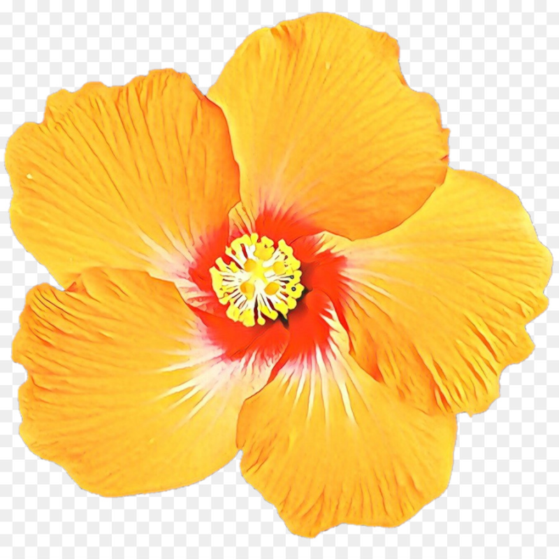 Желтый гибискус на Гавайях