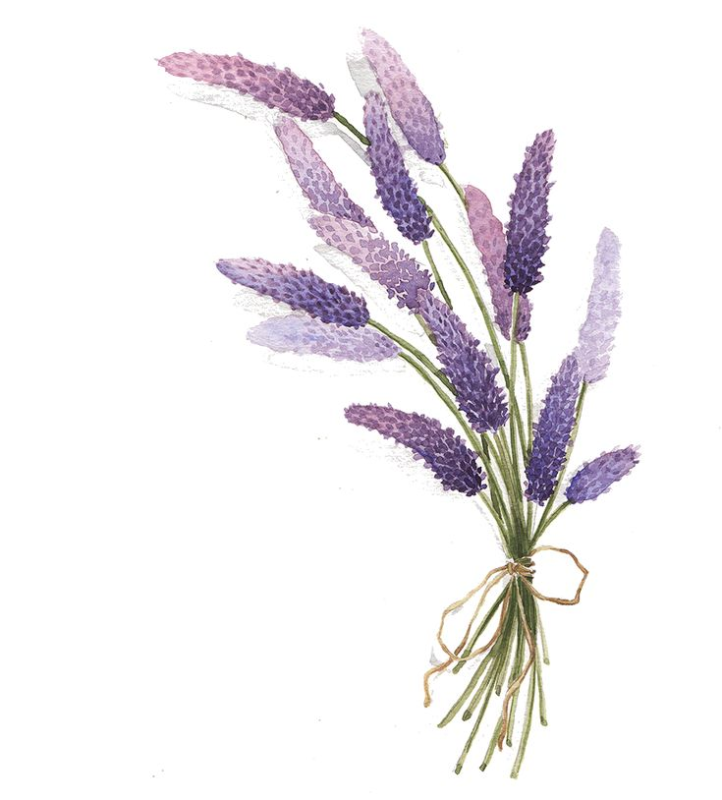 Веточка лаванды