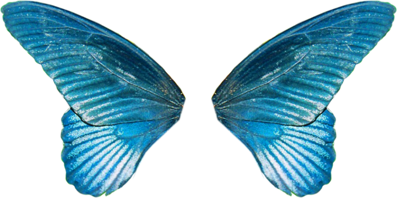 Крылья бабочки на белом фоне