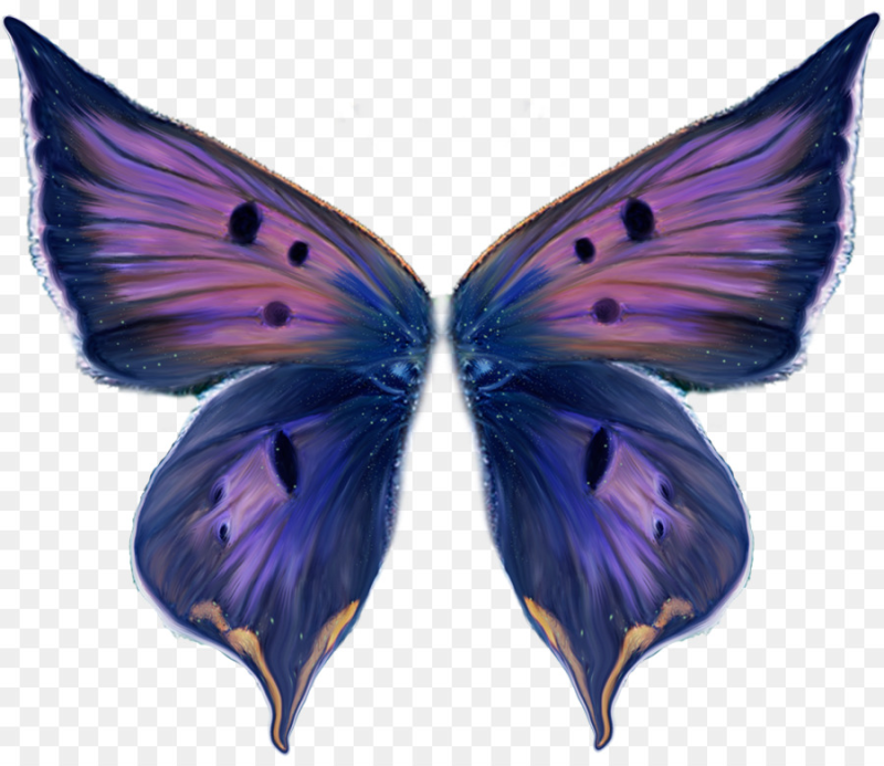 Крылья бабочки