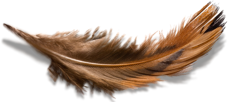 Перо птицы на белом фоне