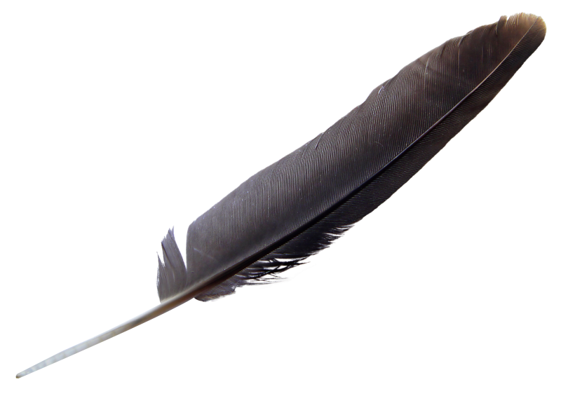 Перышко на прозрачном фоне