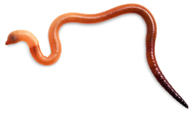 Worms черви