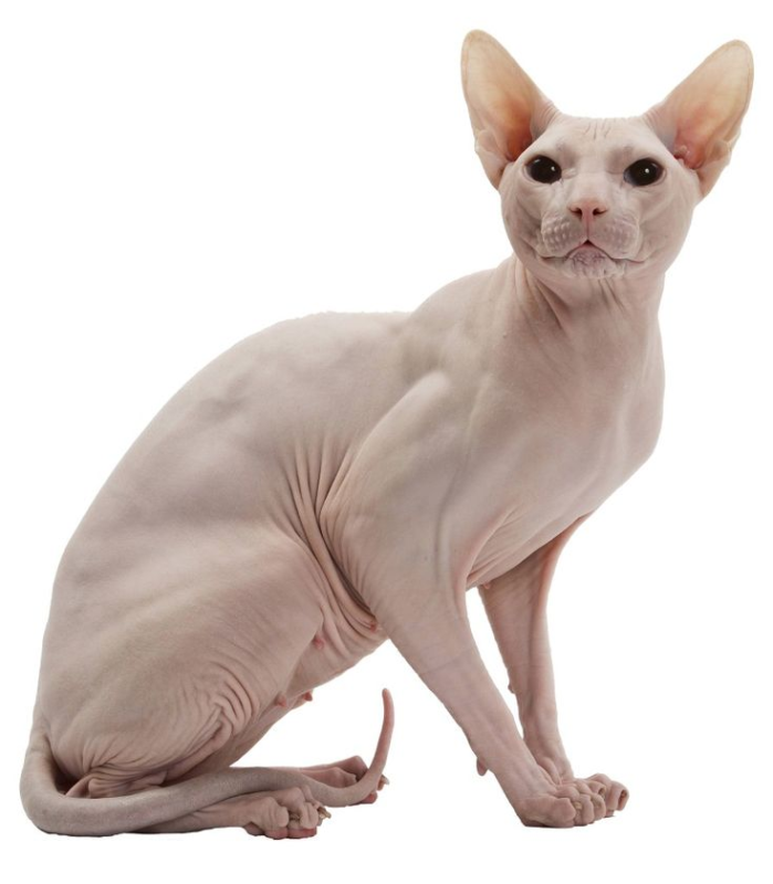 Канадский сфинкс табби