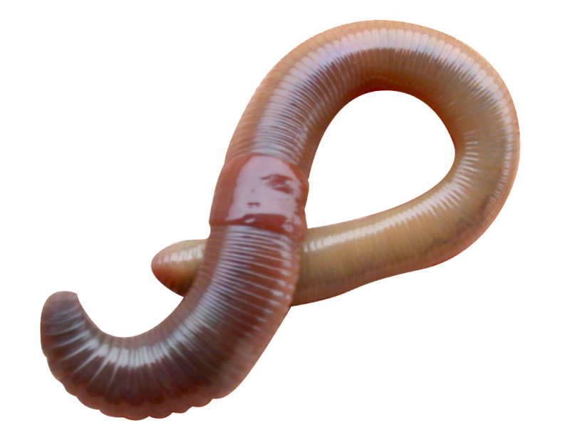 Дождевые черви Eisenia Fetida