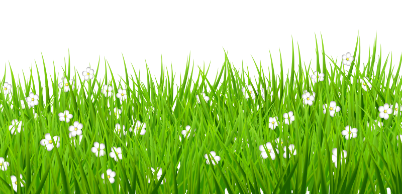 Трава на прозрачном фоне
