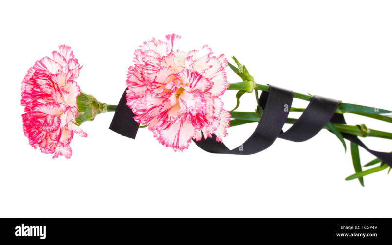 Гвоздики с черной ленточкой