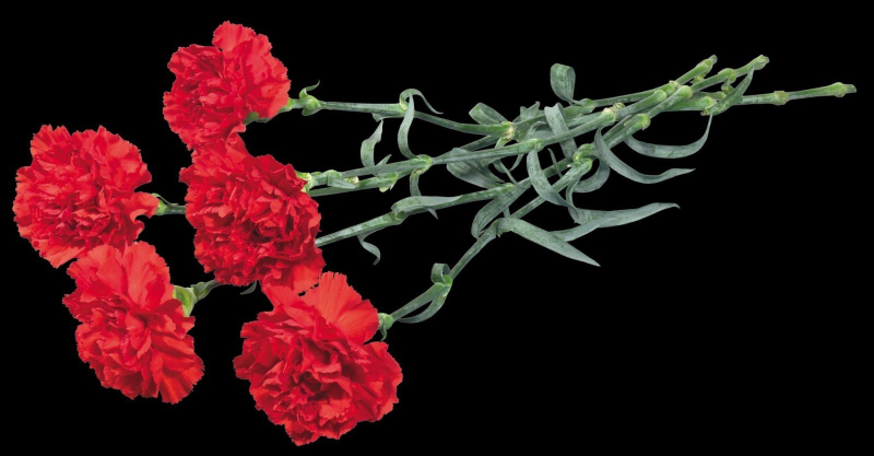 2 Гвоздички