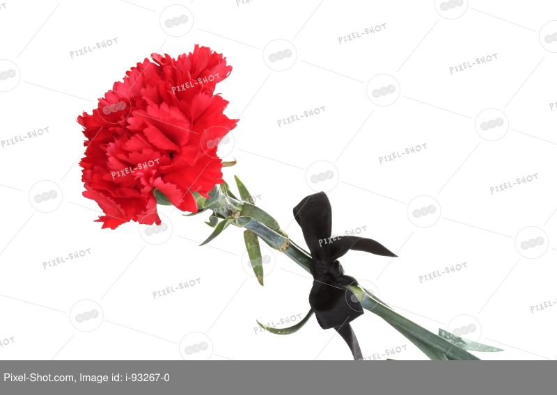 Две гвоздики с траурной лентой