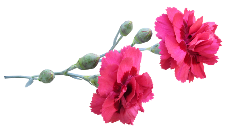 2 Гвоздички