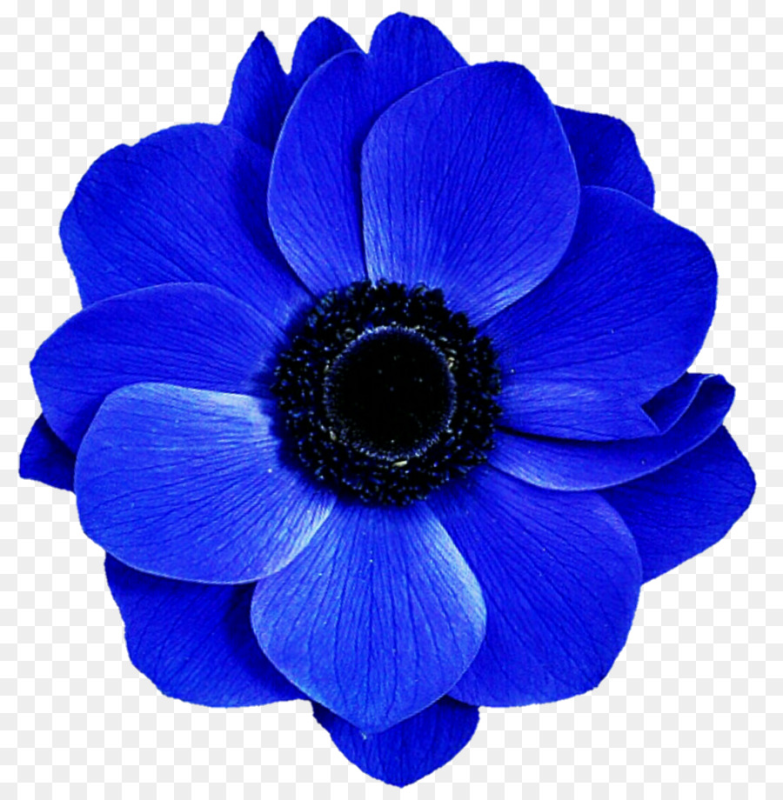 Лепестки анемона