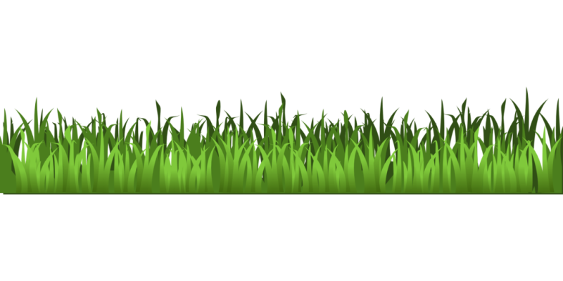 Трава на прозрачном фоне