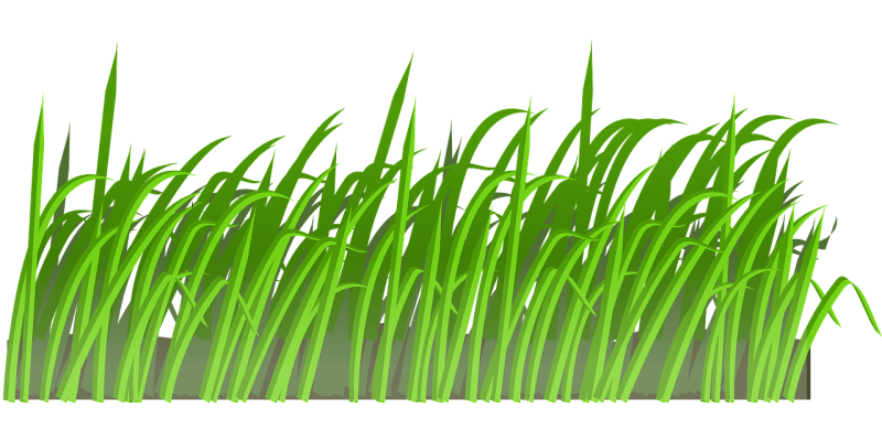 Травы для дошкольников