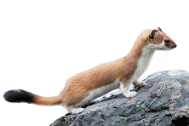 Горностай (Mustela erminea)