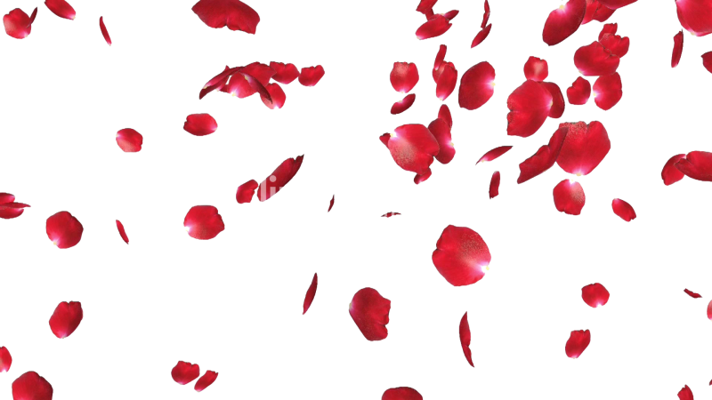 Лепестки роз