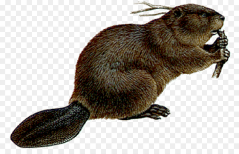 Бобер на белом фоне