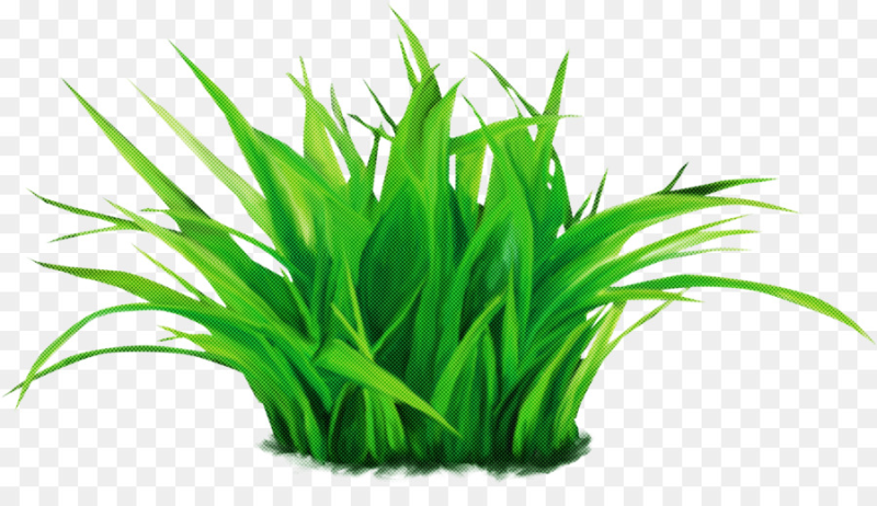 Трава рисунок