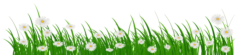 Трава с цветами на прозрачном фоне