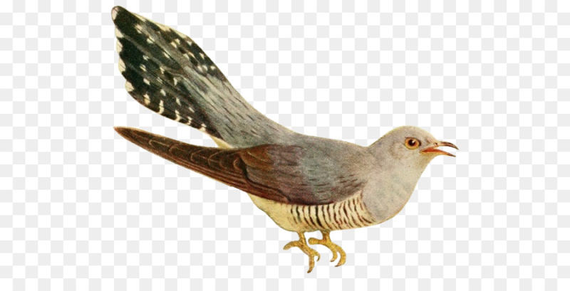 Кукушка на прозрачном фоне