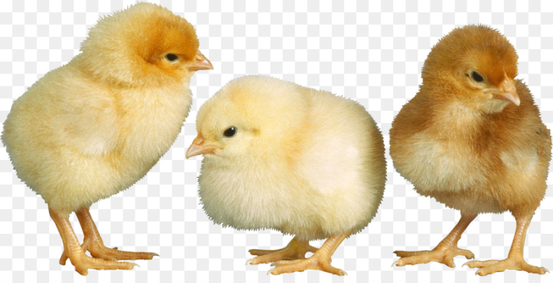 Цыпленок на белом фоне