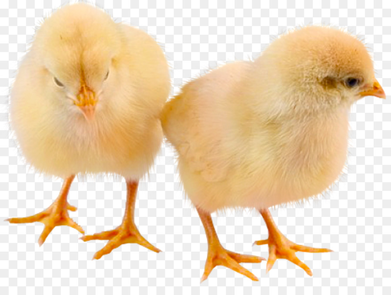 Цыпленок на прозрачном фоне