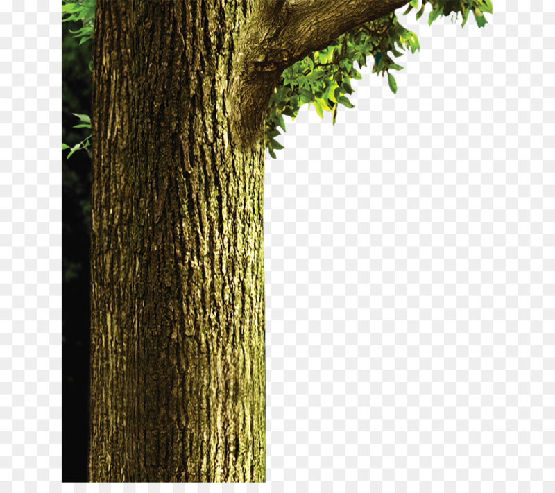 Ствол дерева