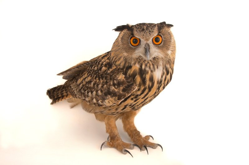 Филин для детей