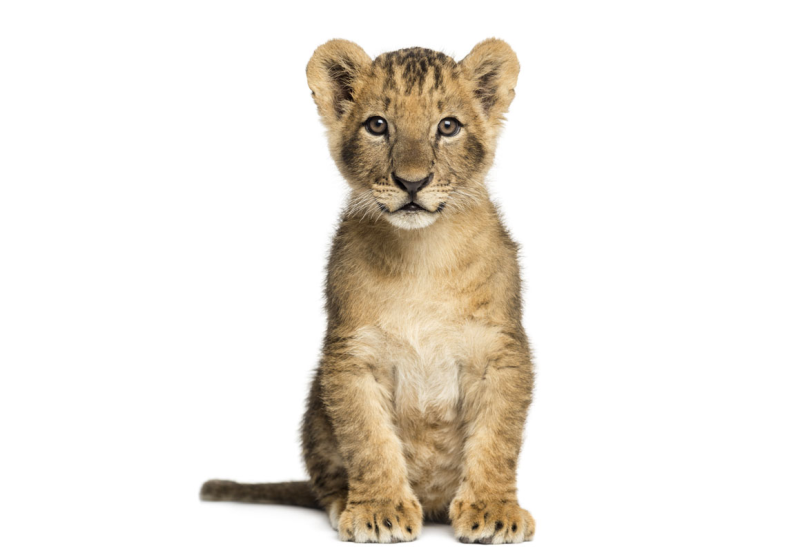 Львенок сидит