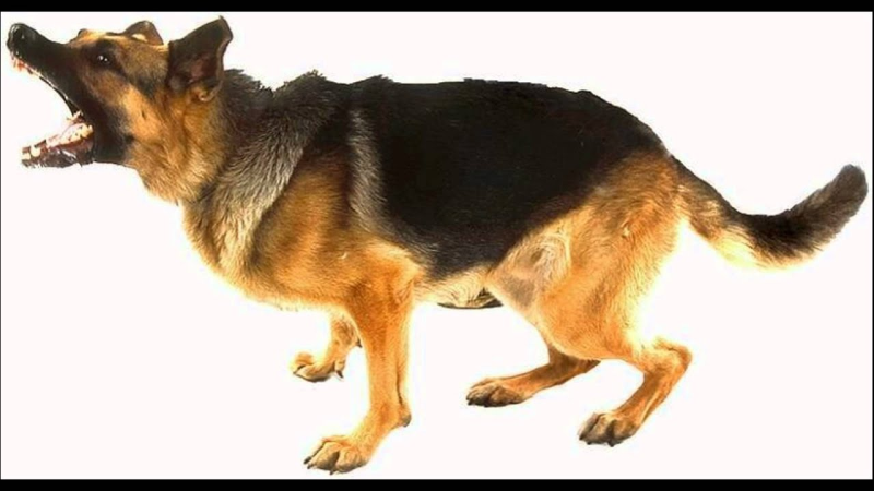 Немецкая овчарка лает