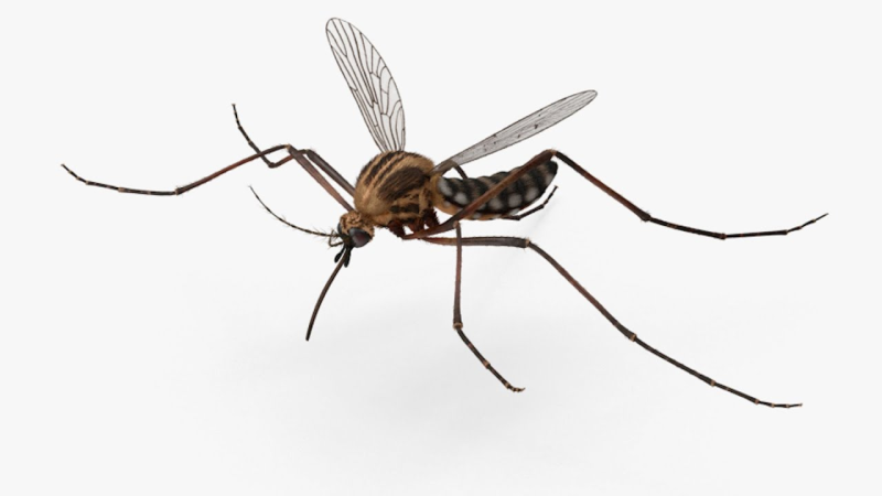 Комар без фона